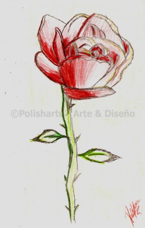 Rosa a color. 2004